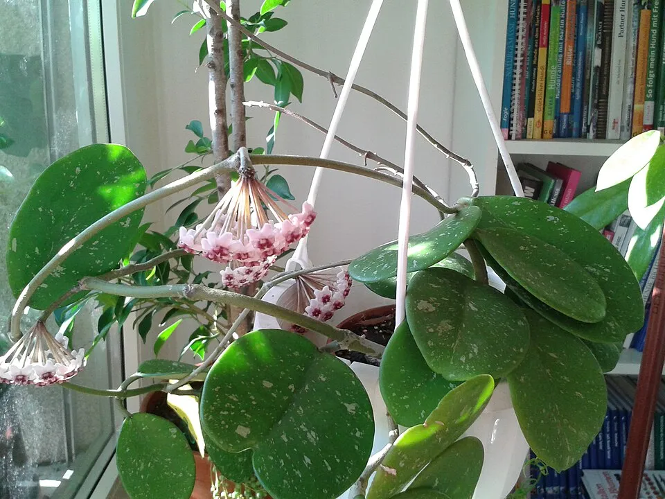 Hoya Obovata Flower — botanical anatomy illustration