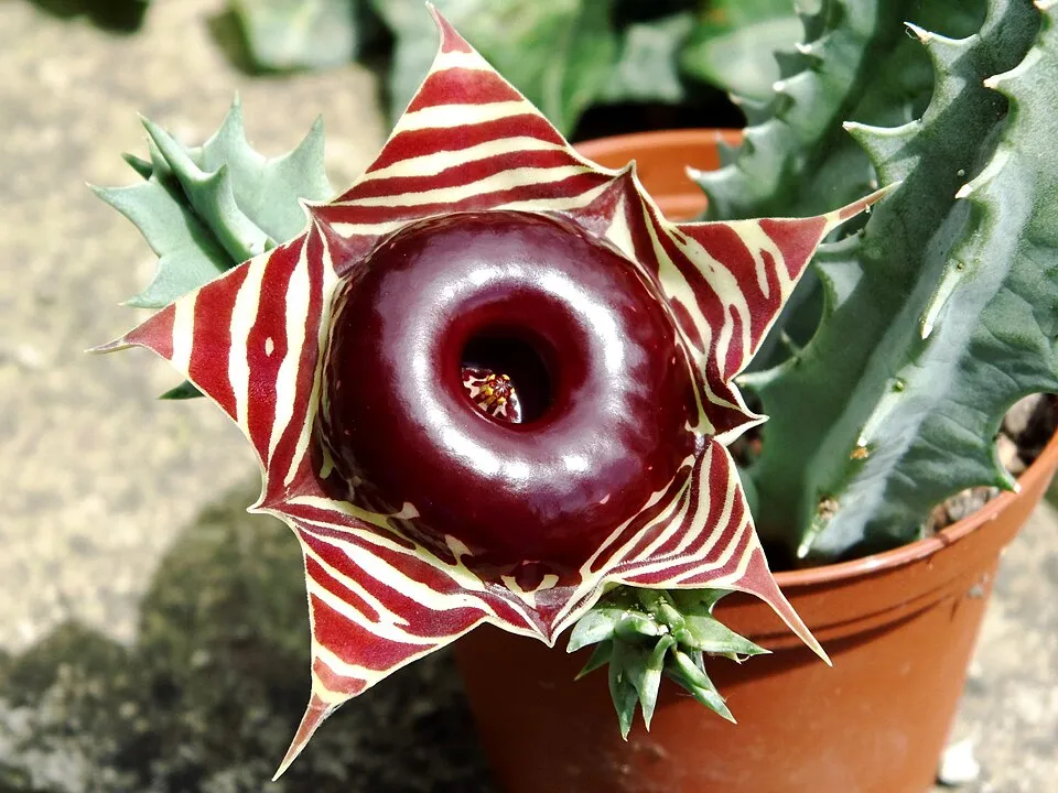 Huernia Flower — botanical anatomy illustration
