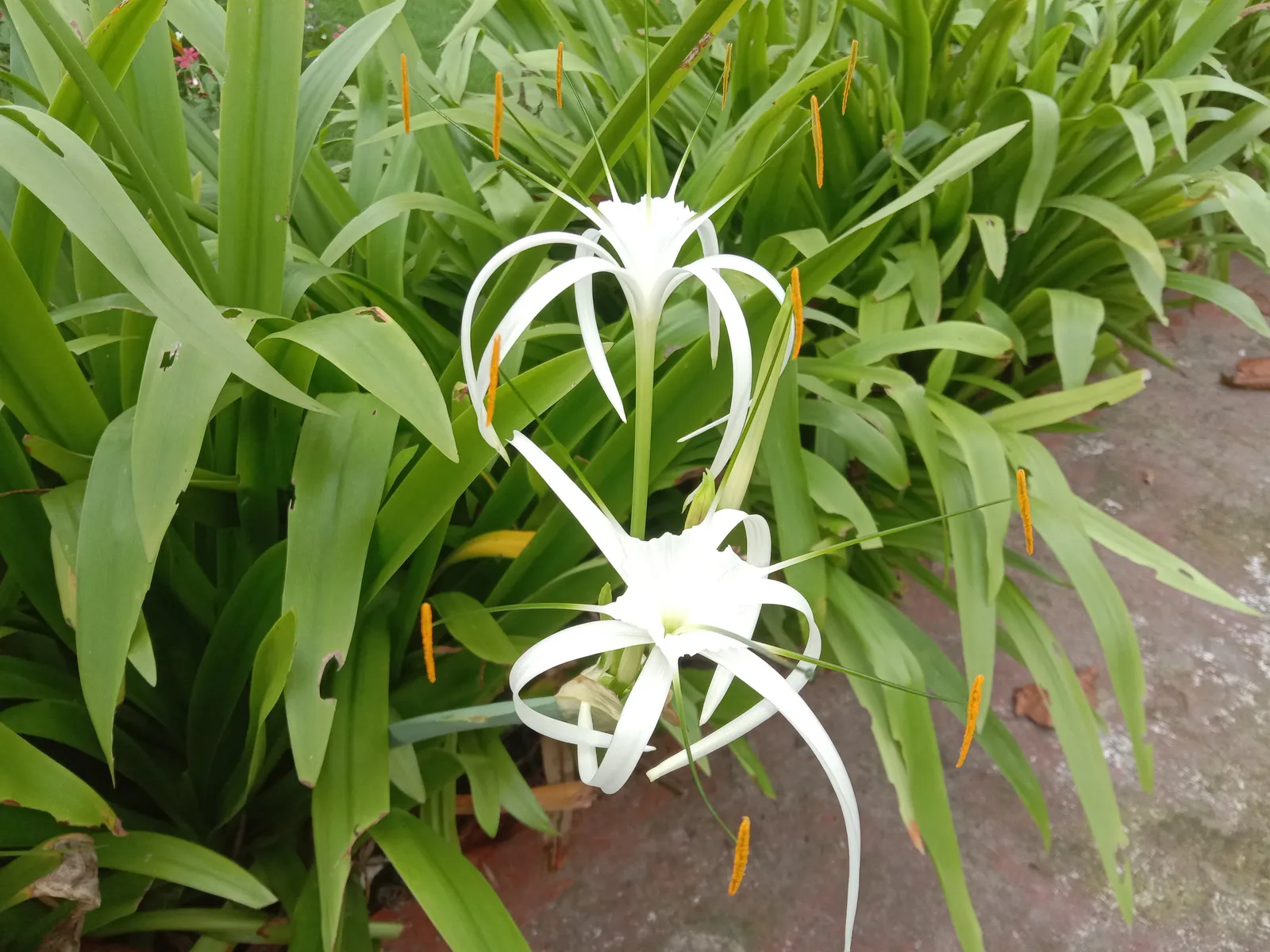 Hymenocallis Littoralis Flower — botanical anatomy illustration