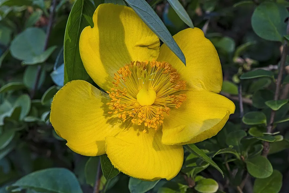 Hypericum Flower — botanical anatomy illustration