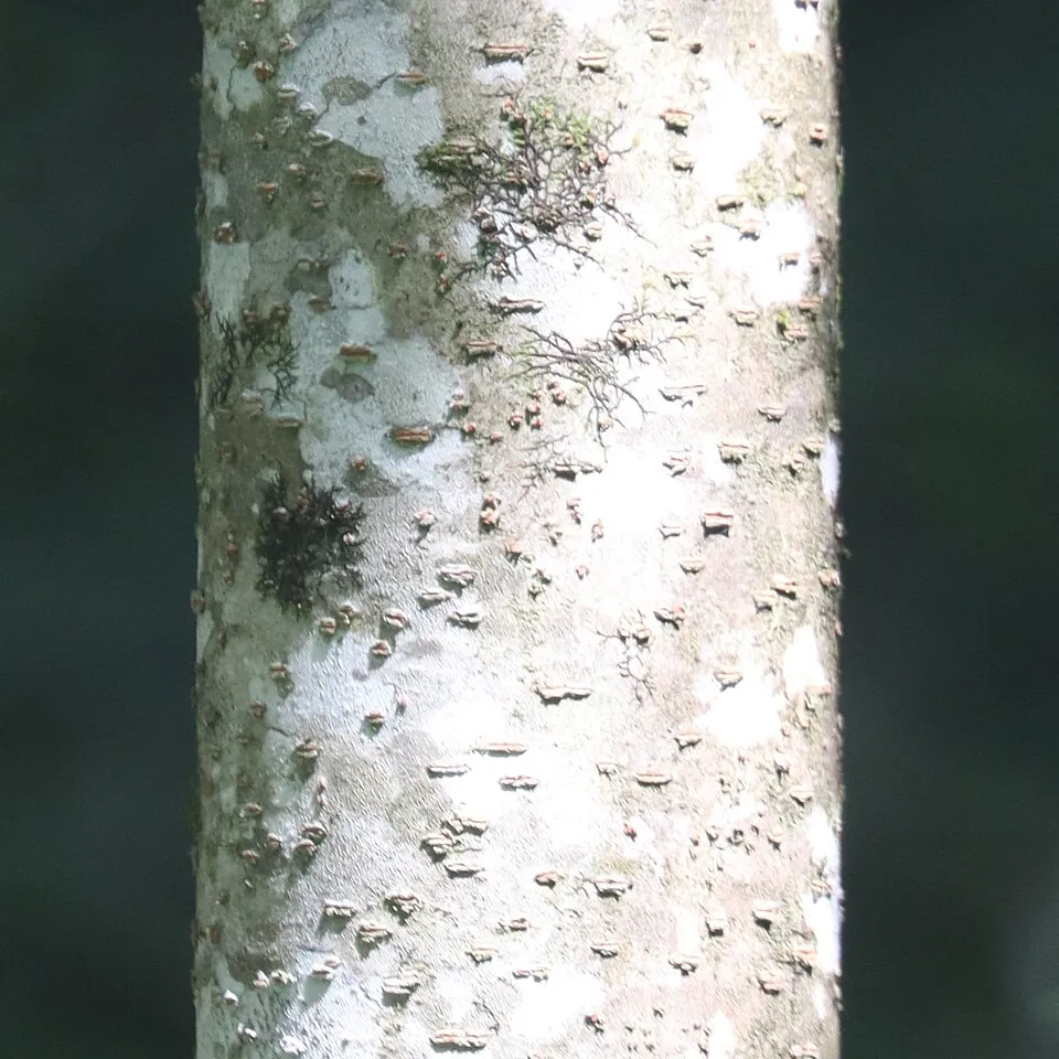 Idesia Polycarpa Bark & Stem — botanical anatomy illustration