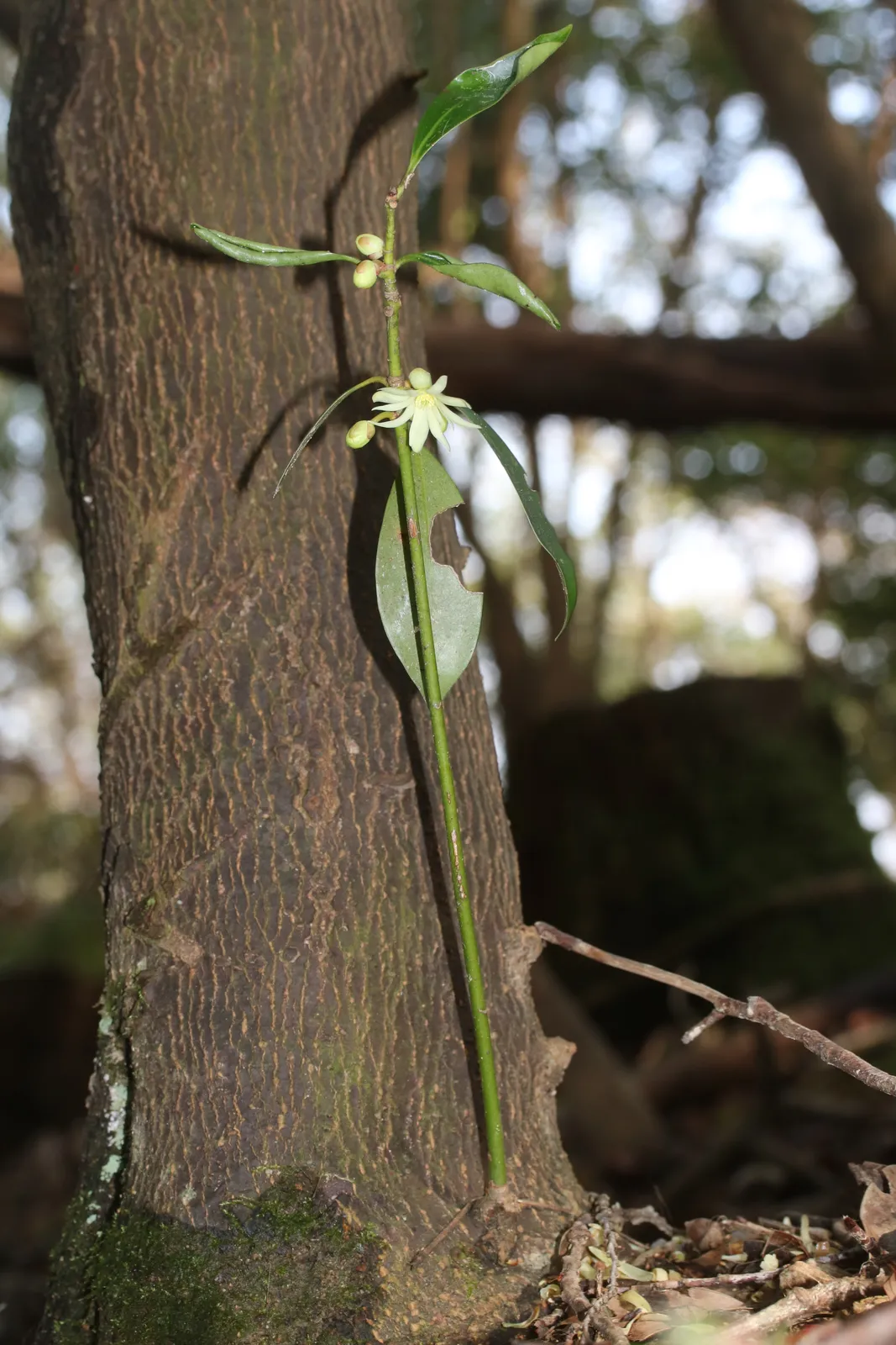 Illicium Anisatum Bark & Stem — botanical anatomy illustration