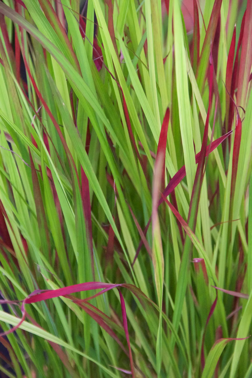 Imperata Flower — botanical anatomy illustration