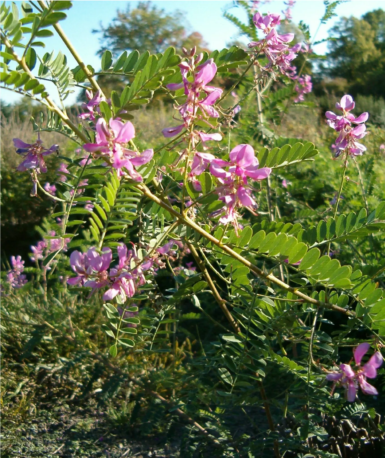 Indigofera Heterantha Flower — botanical anatomy illustration