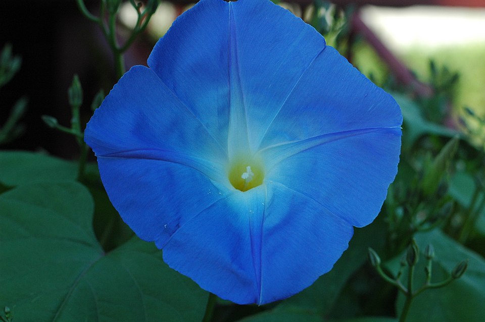 Ipomoea Tricolor Flower — botanical anatomy illustration
