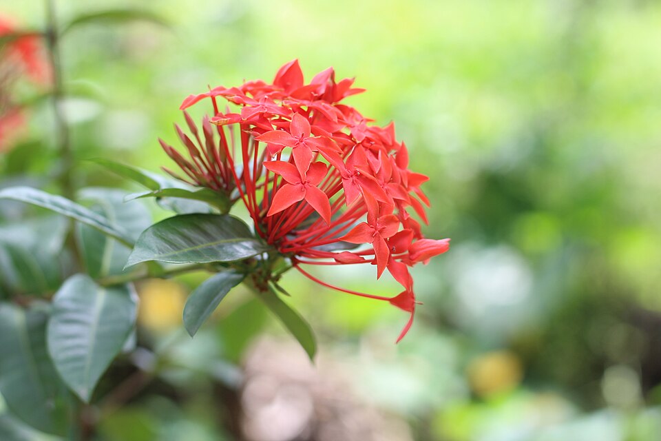 Ixora Flower — botanical anatomy illustration