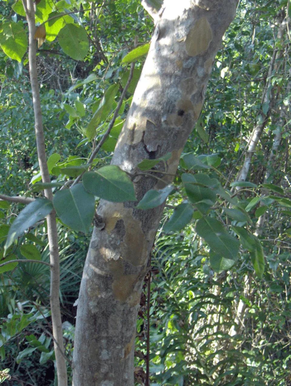 Jamaican Dogwood 2