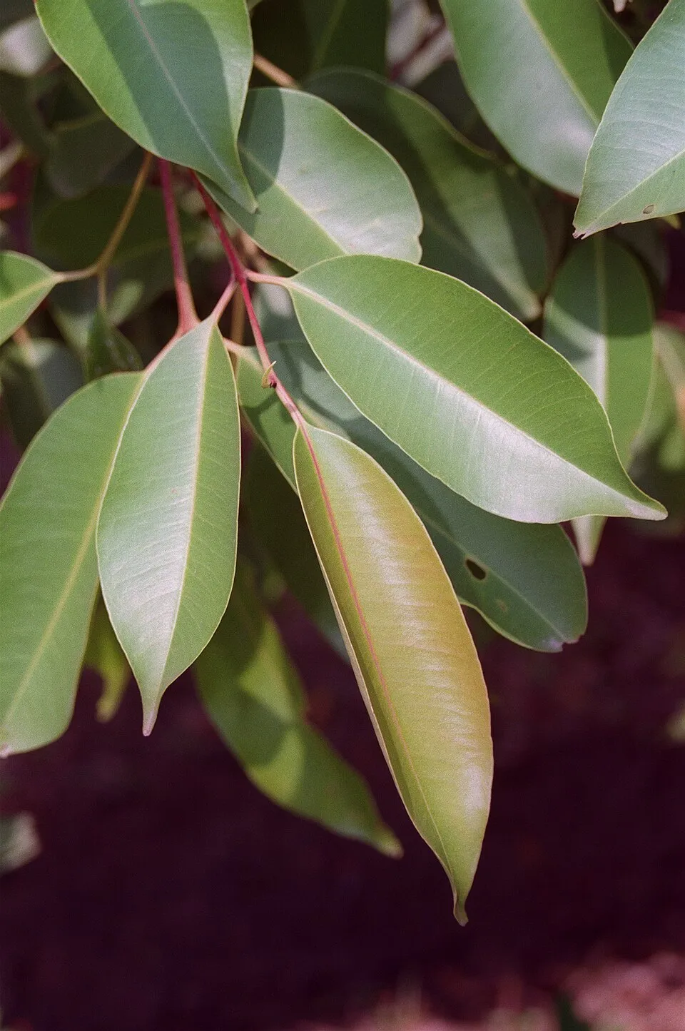 Jamun Leaf — botanical anatomy illustration