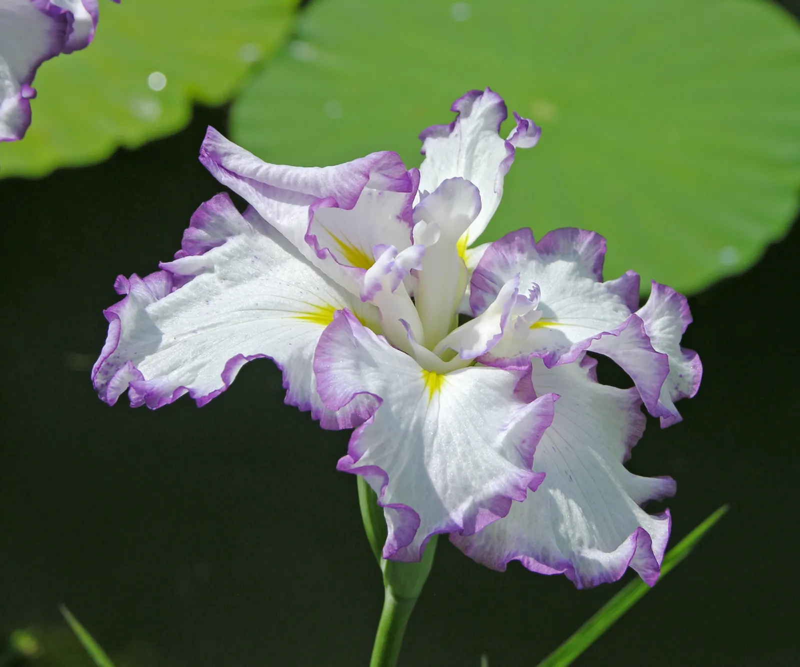 Japanese Iris Flower — botanical anatomy illustration