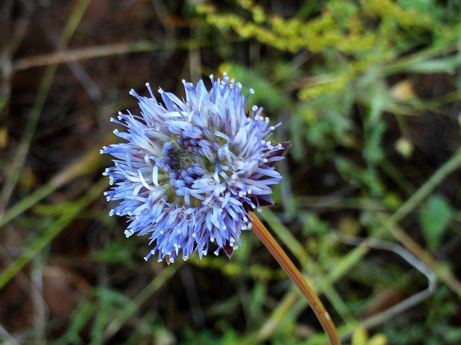 Jasione Flower — botanical anatomy illustration