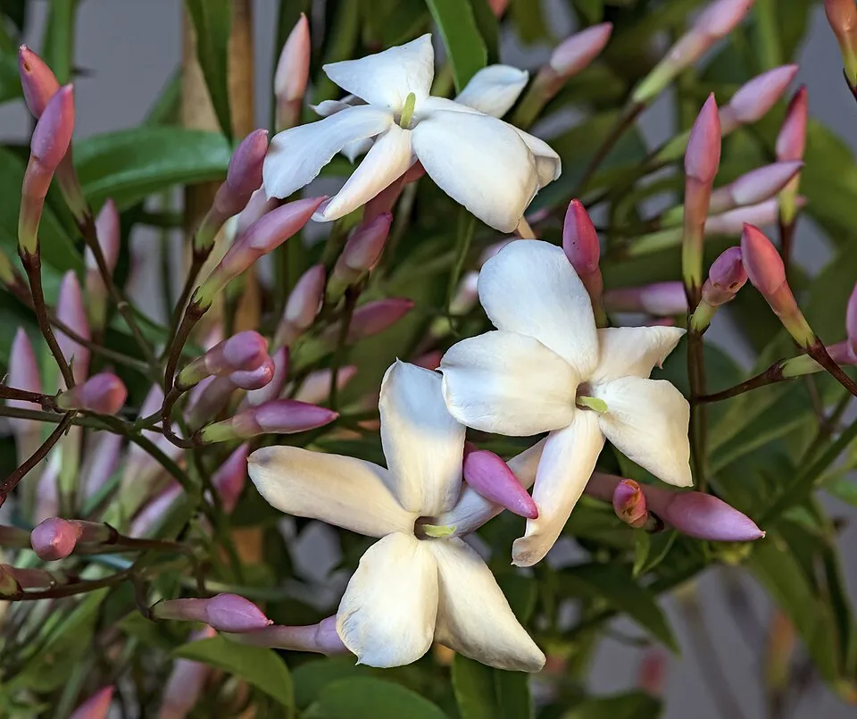 Jasminum Polyanthum Flower — botanical anatomy illustration