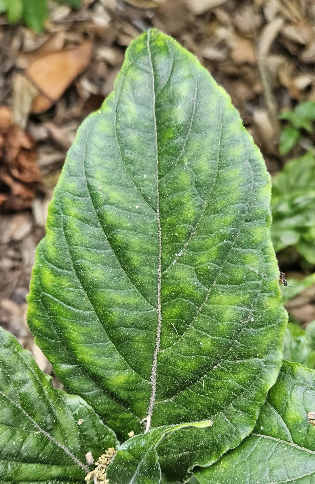 Justicia Carnea Leaf — botanical anatomy illustration