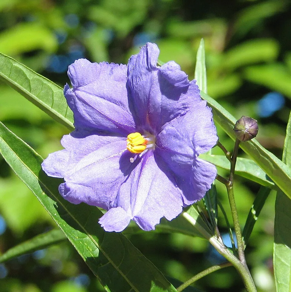 Kangaroo Apple Flower — botanical anatomy illustration