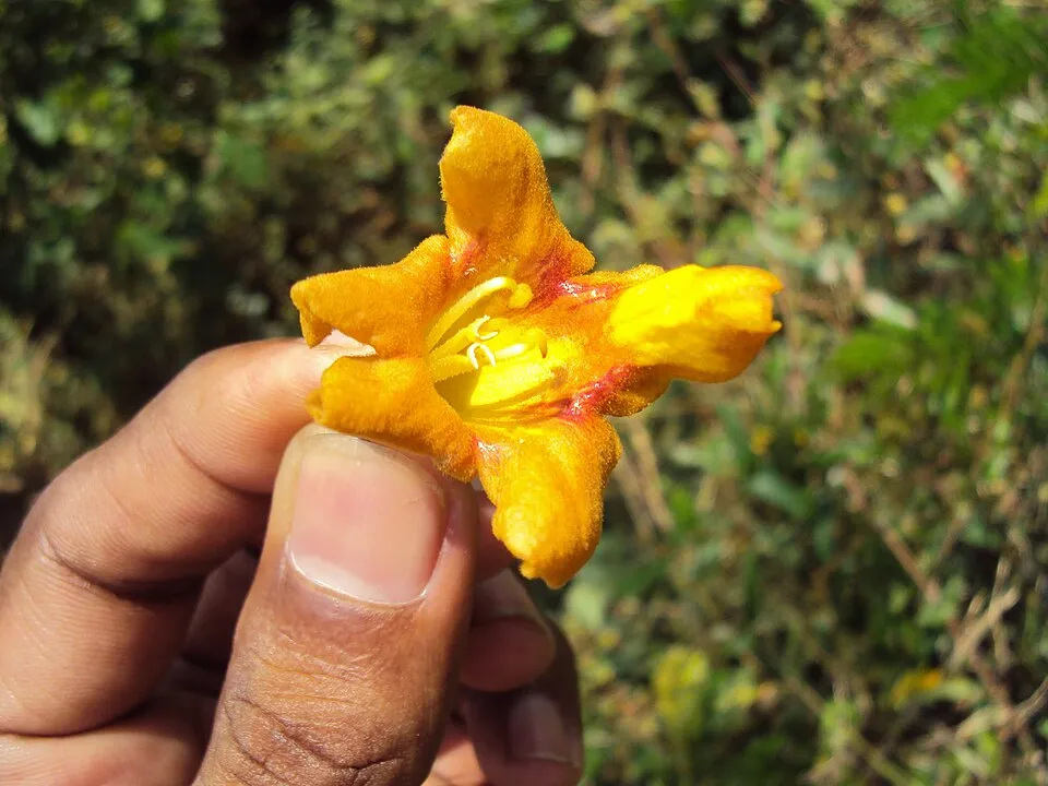 Kashmari Flower — botanical anatomy illustration