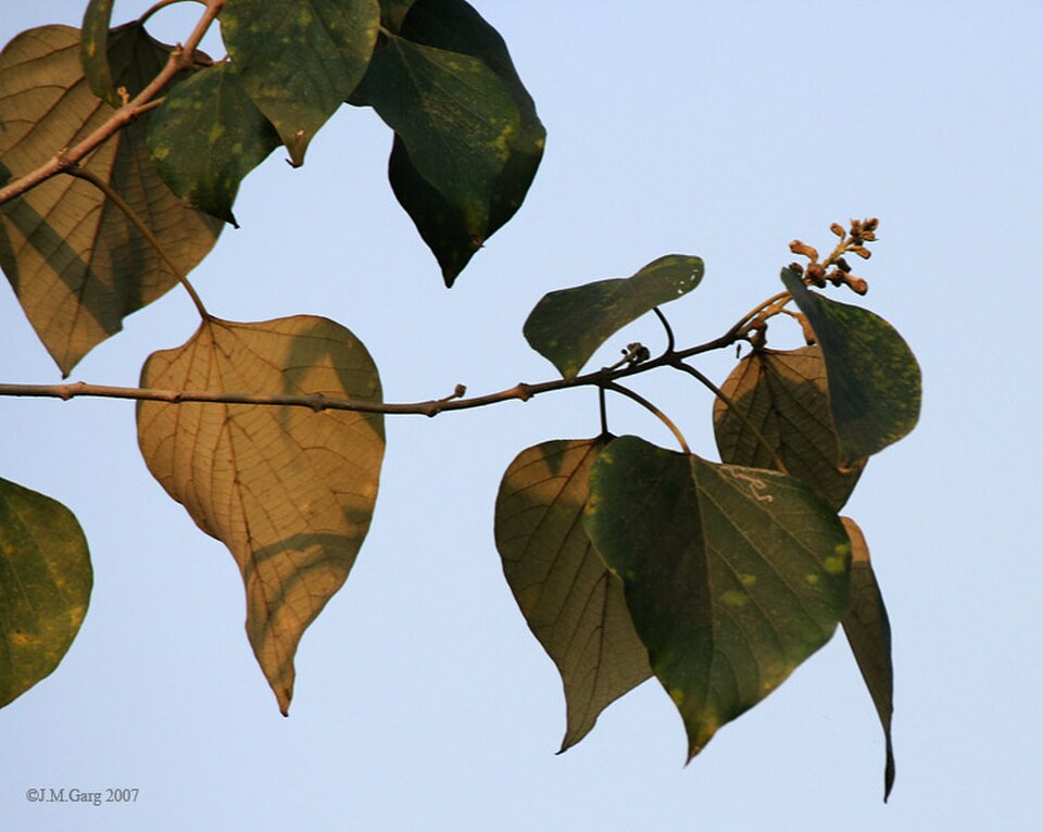 Kashmari Leaf — botanical anatomy illustration