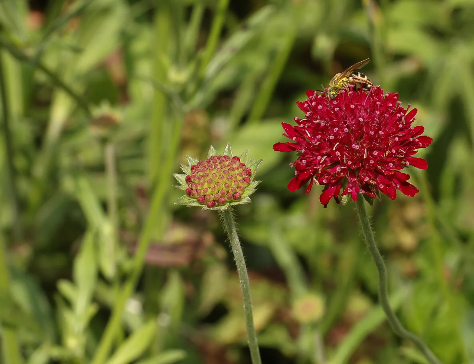 Knautia Flower — botanical anatomy illustration
