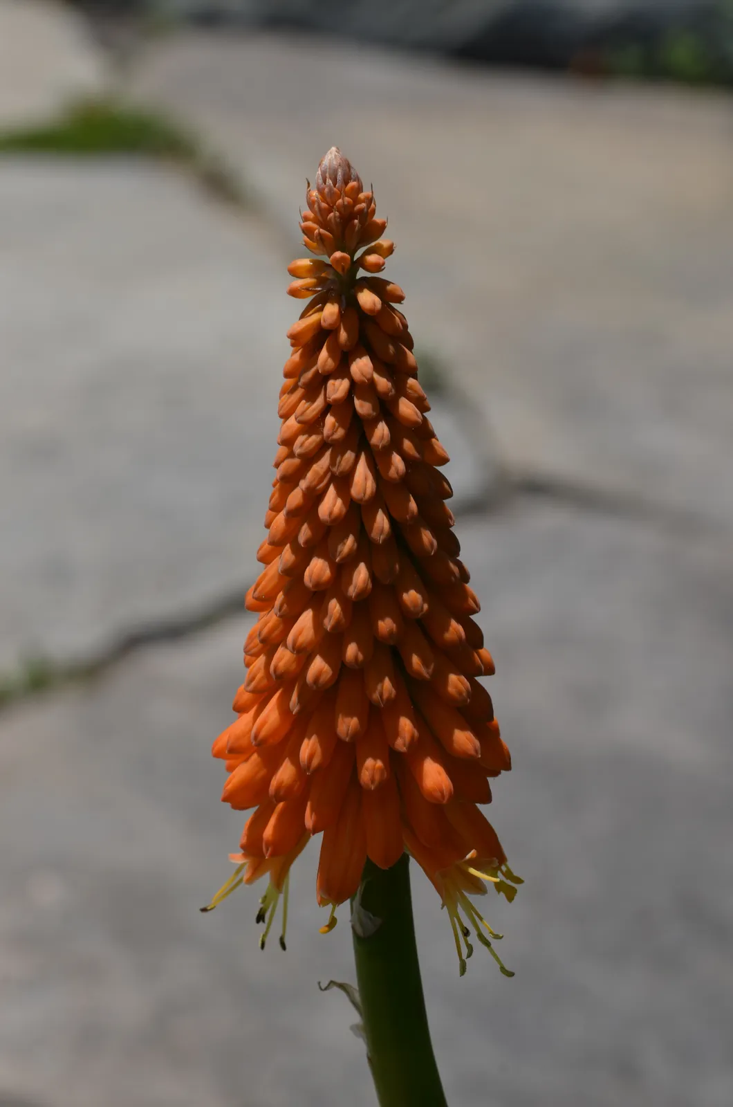 Kniphofia Uvaria Flower — botanical anatomy illustration