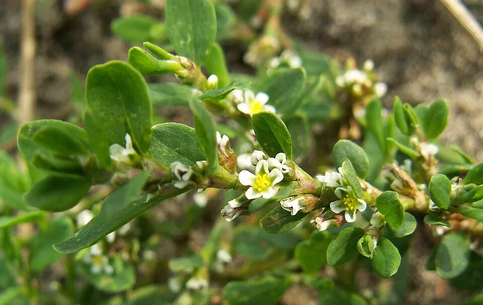 Knotgrass Flower — botanical anatomy illustration