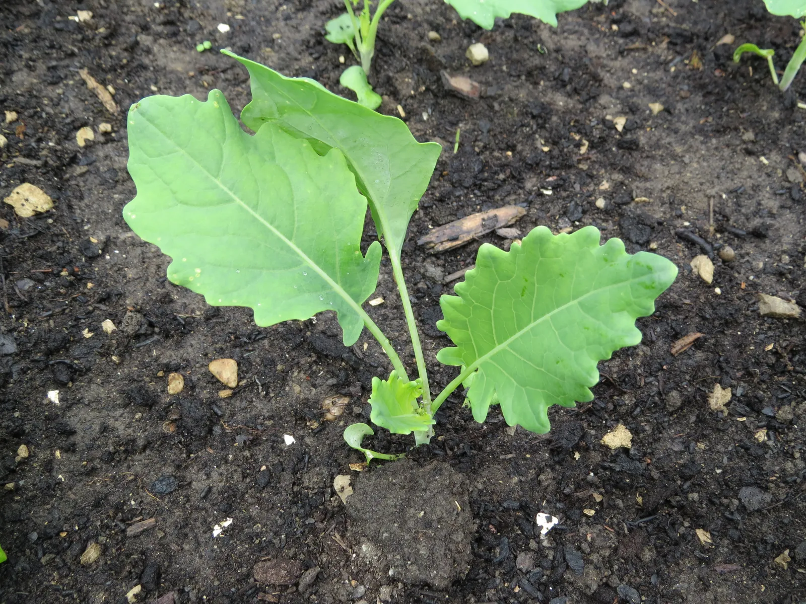 Kohlrabi Leaf — botanical anatomy illustration