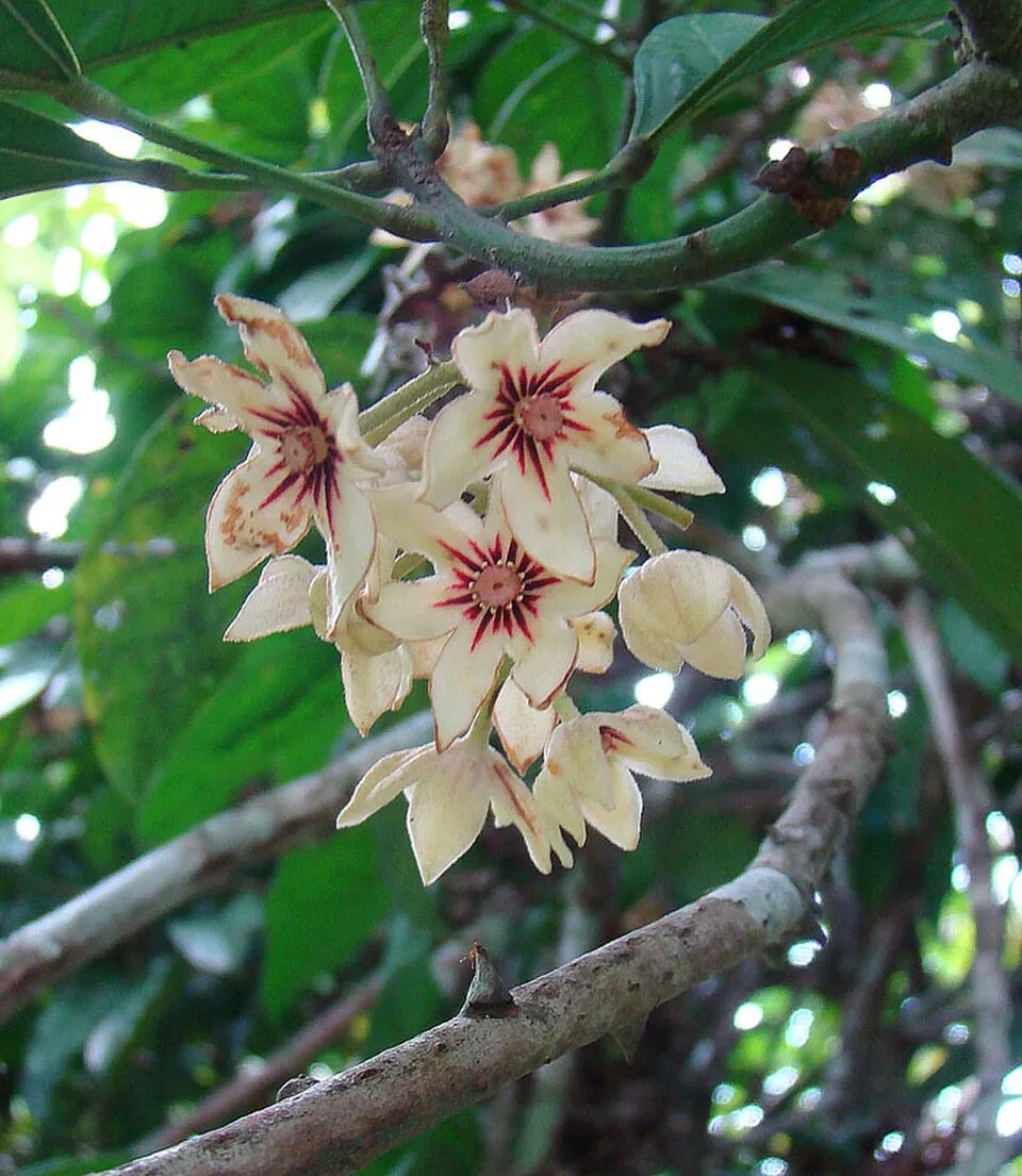 Kola Nut Flower — botanical anatomy illustration