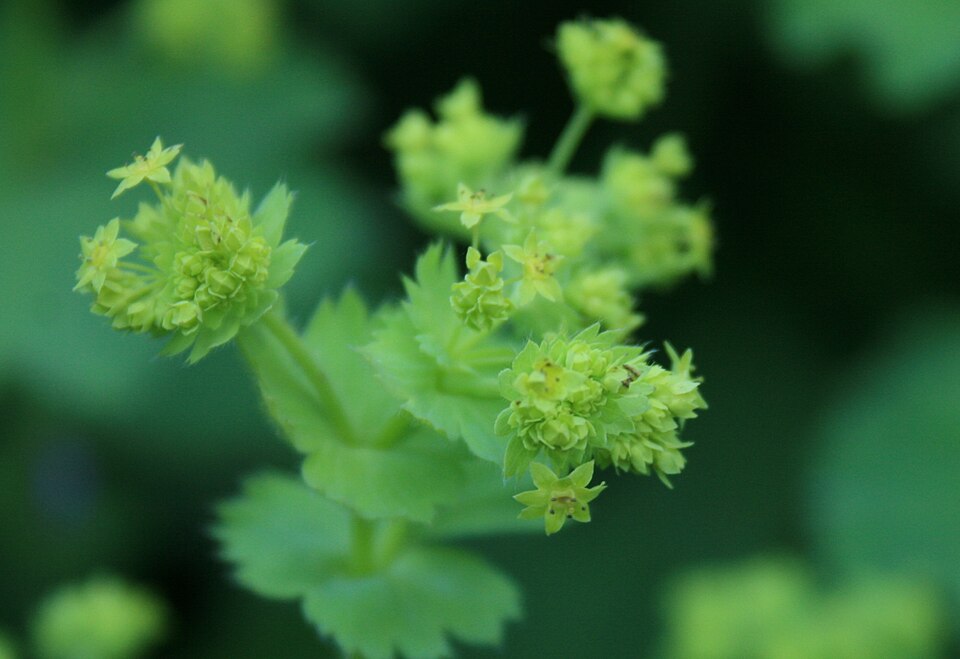 Ladies Mantle Flower — botanical anatomy illustration