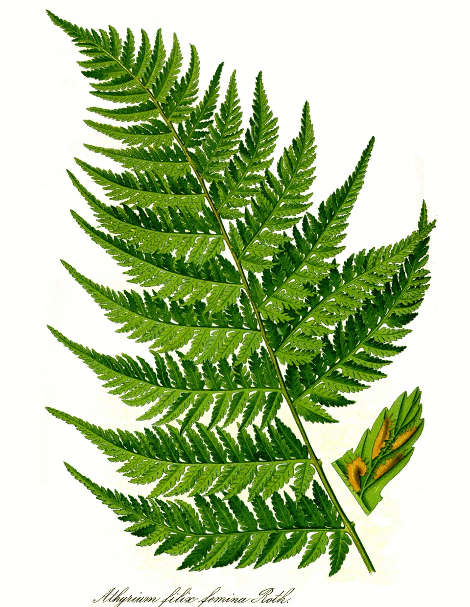 Lady Fern Leaf — botanical anatomy illustration