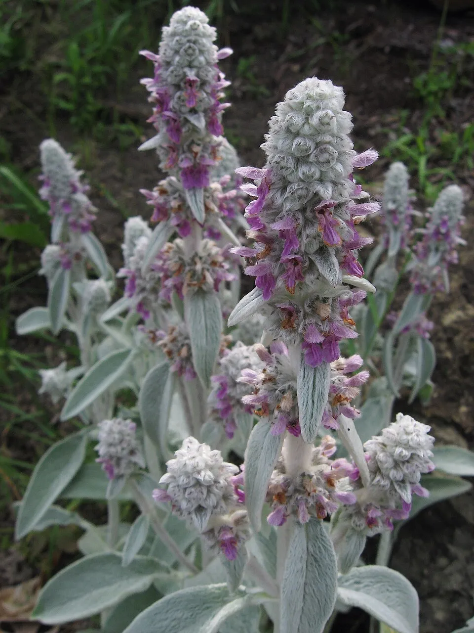 Lambs Ear Flower — botanical anatomy illustration