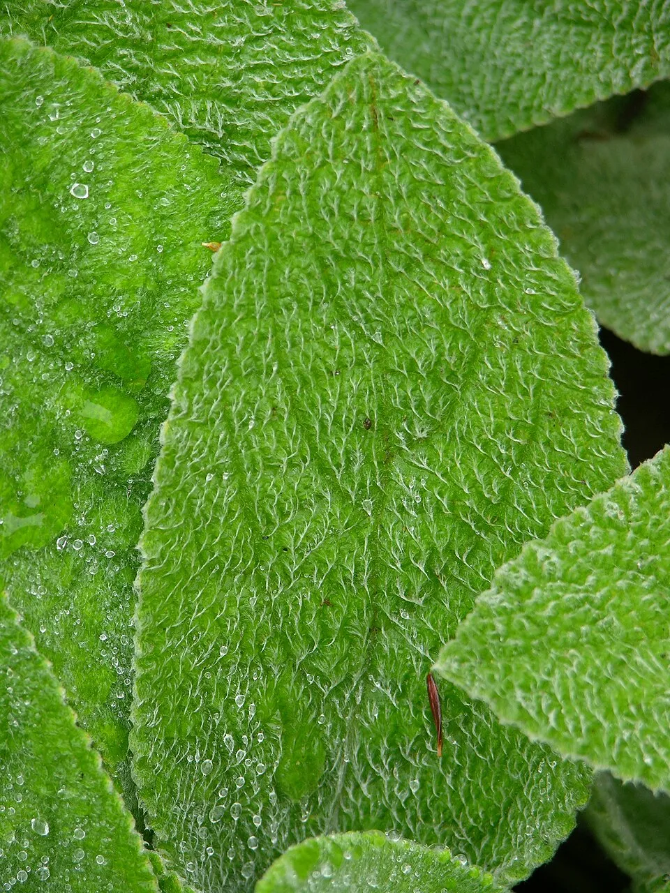 Lambs Ear Leaf — botanical anatomy illustration