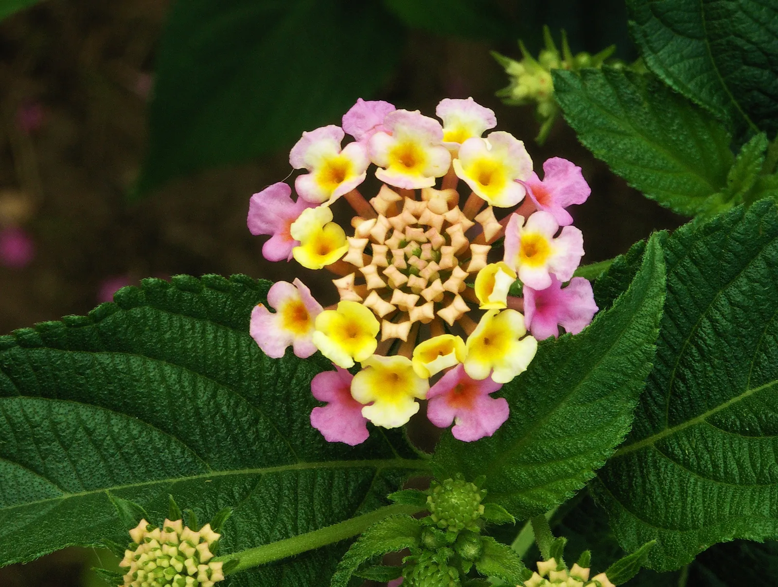 Lantana Camara Leaf — botanical anatomy illustration