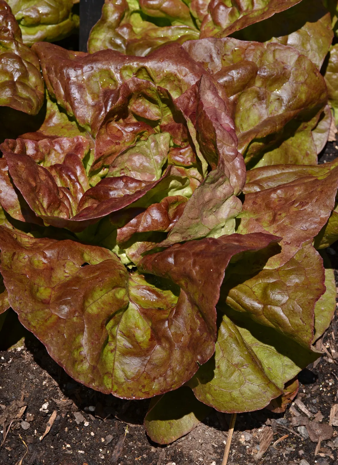 Lettuce Leaf — botanical anatomy illustration
