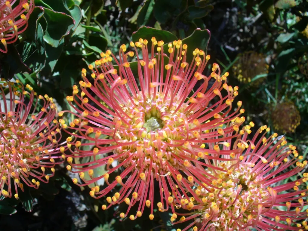Leucospermum Flower — botanical anatomy illustration