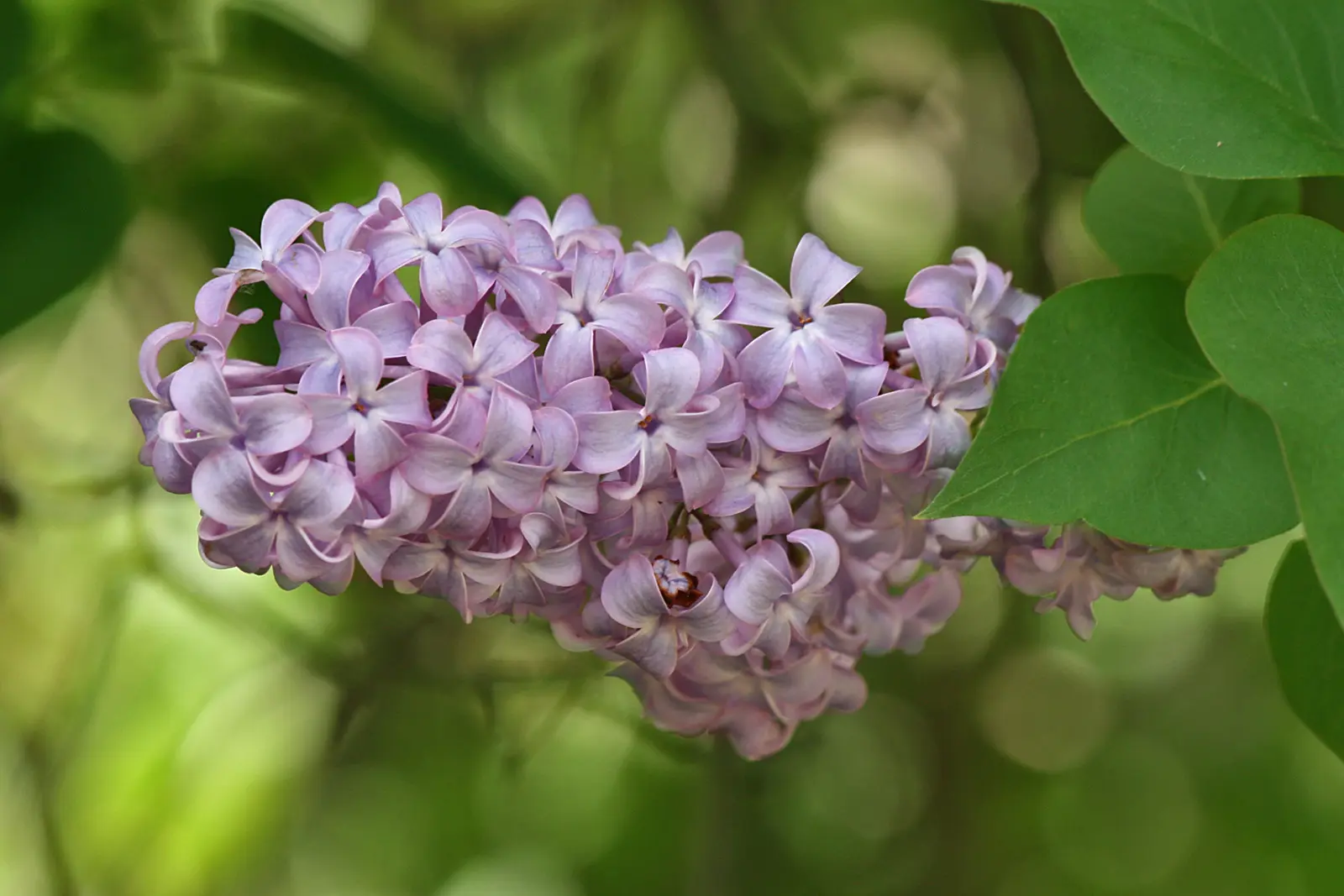 Lilac Common Flower — botanical anatomy illustration