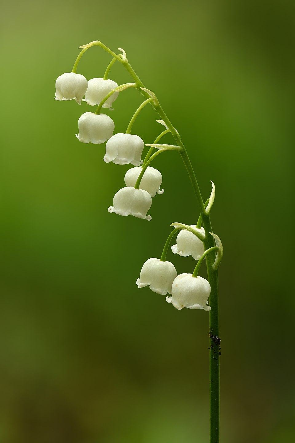 Lily of Valley Flower — botanical anatomy illustration