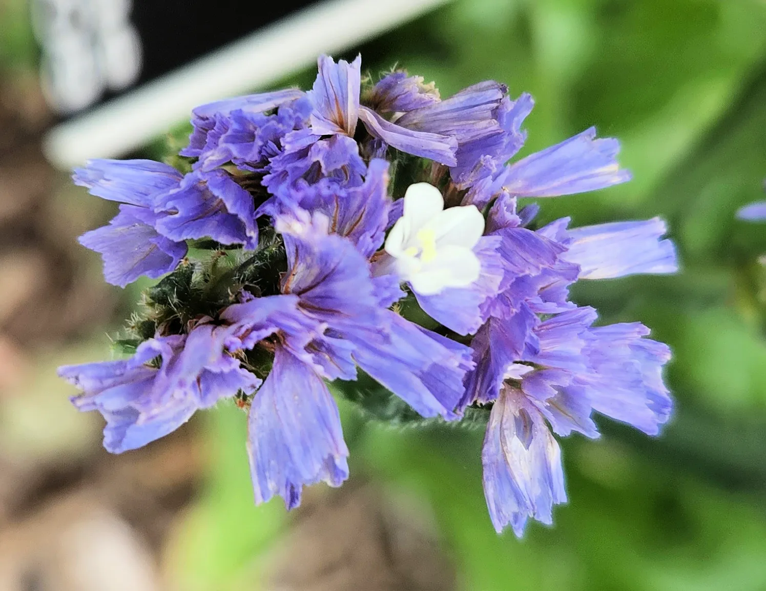 Limonium Perezii Flower — botanical anatomy illustration