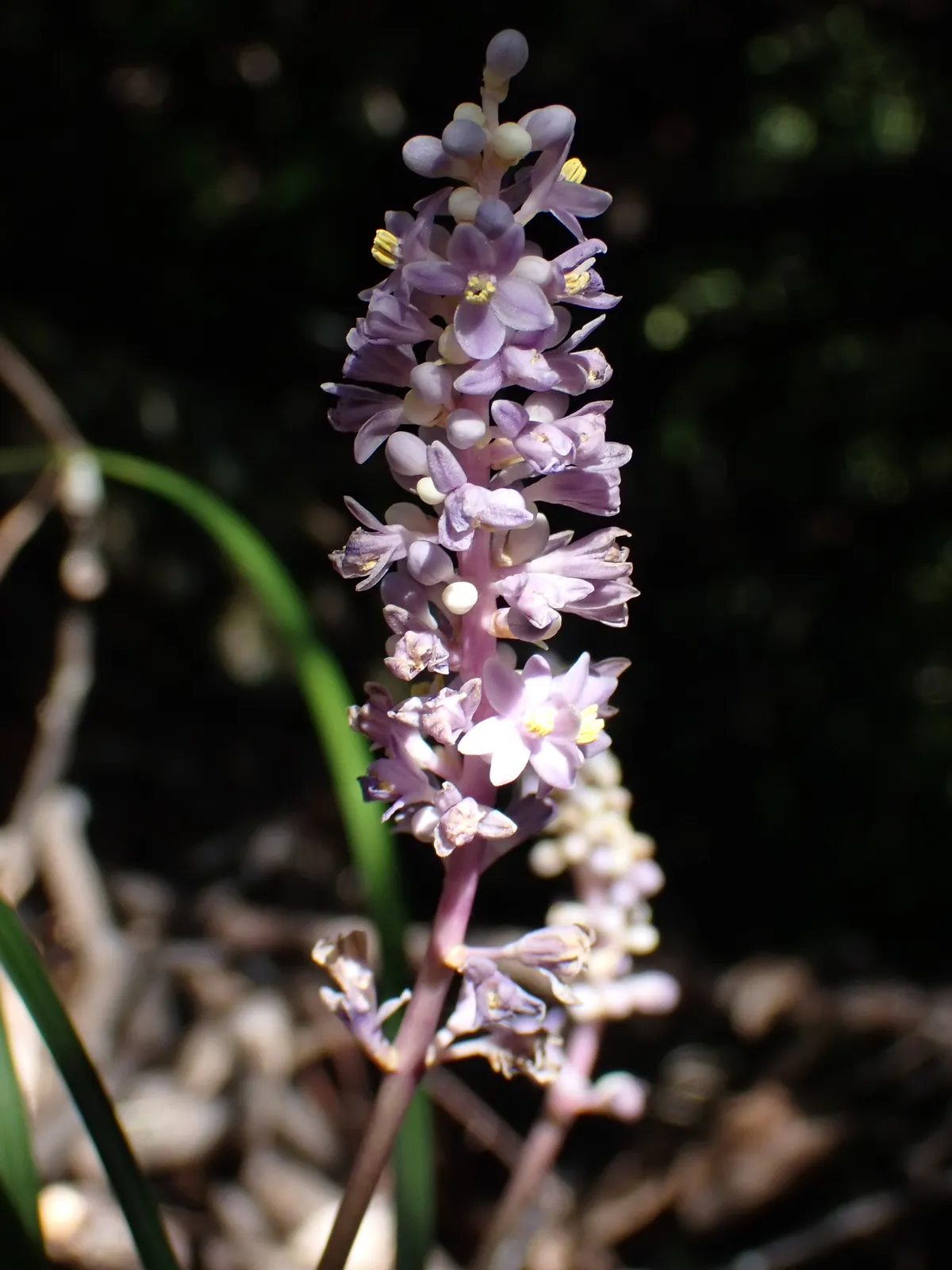 Liriope Muscari Flower — botanical anatomy illustration