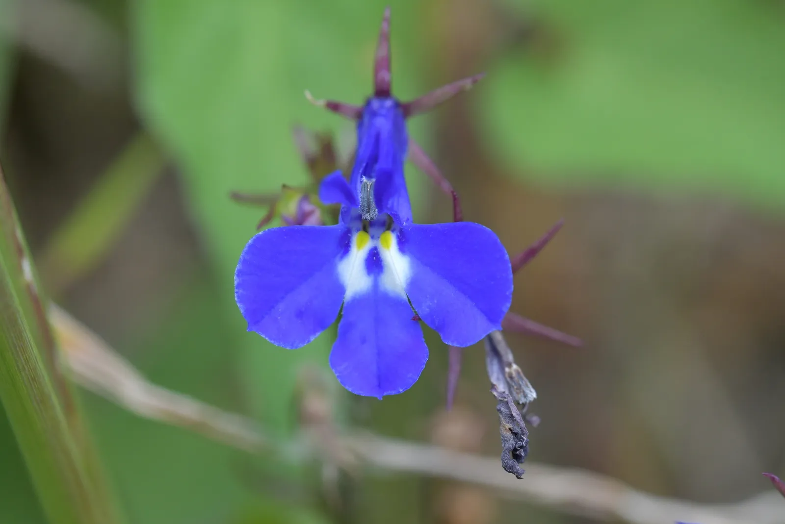 Lobelia Erinus Flower — botanical anatomy illustration