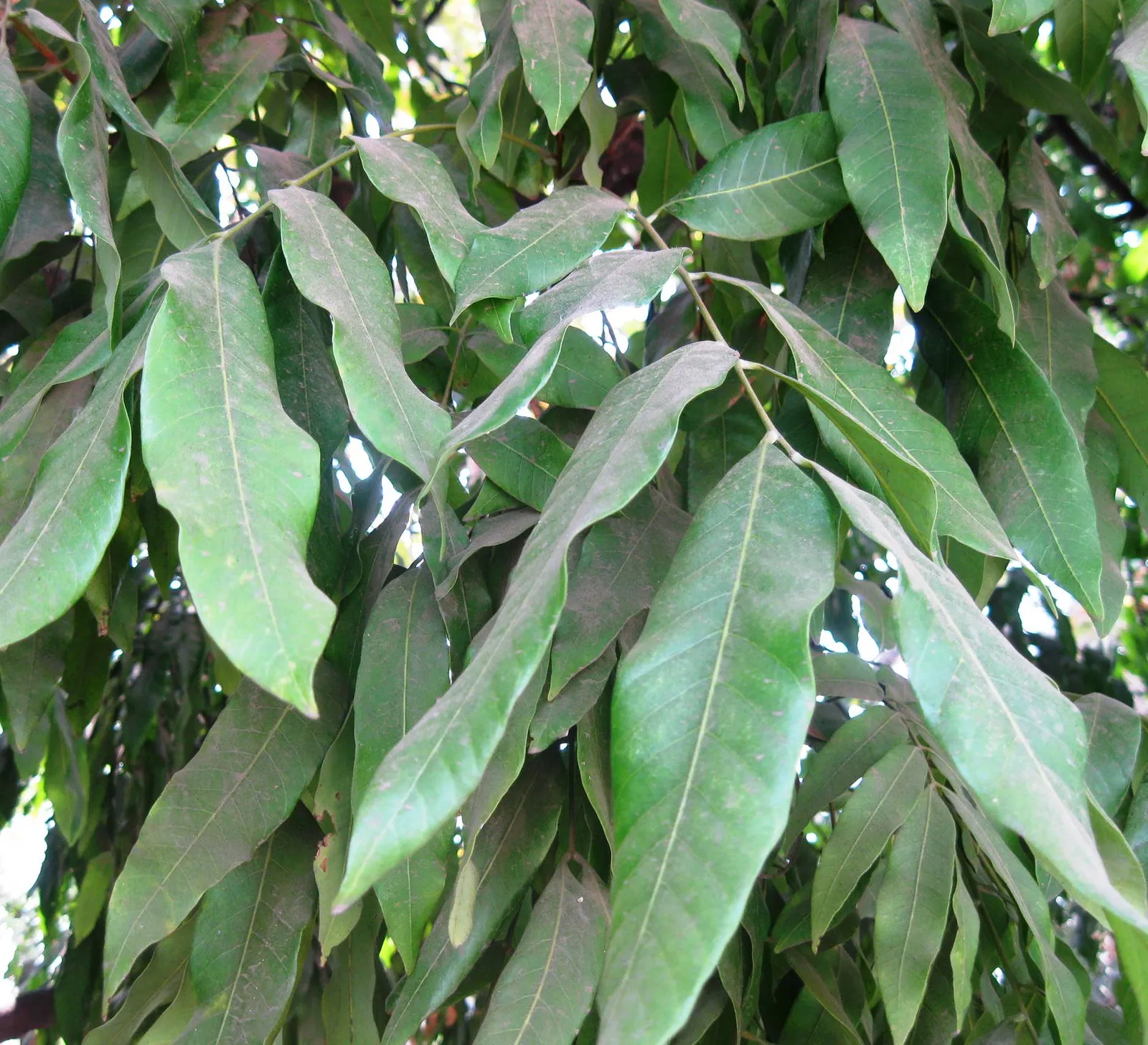 Longan Leaf — botanical anatomy illustration