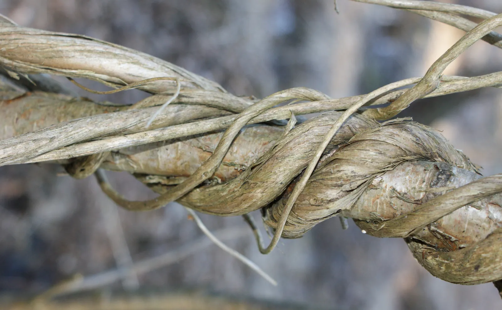 Lonicera Periclymenum Bark & Stem — botanical anatomy illustration
