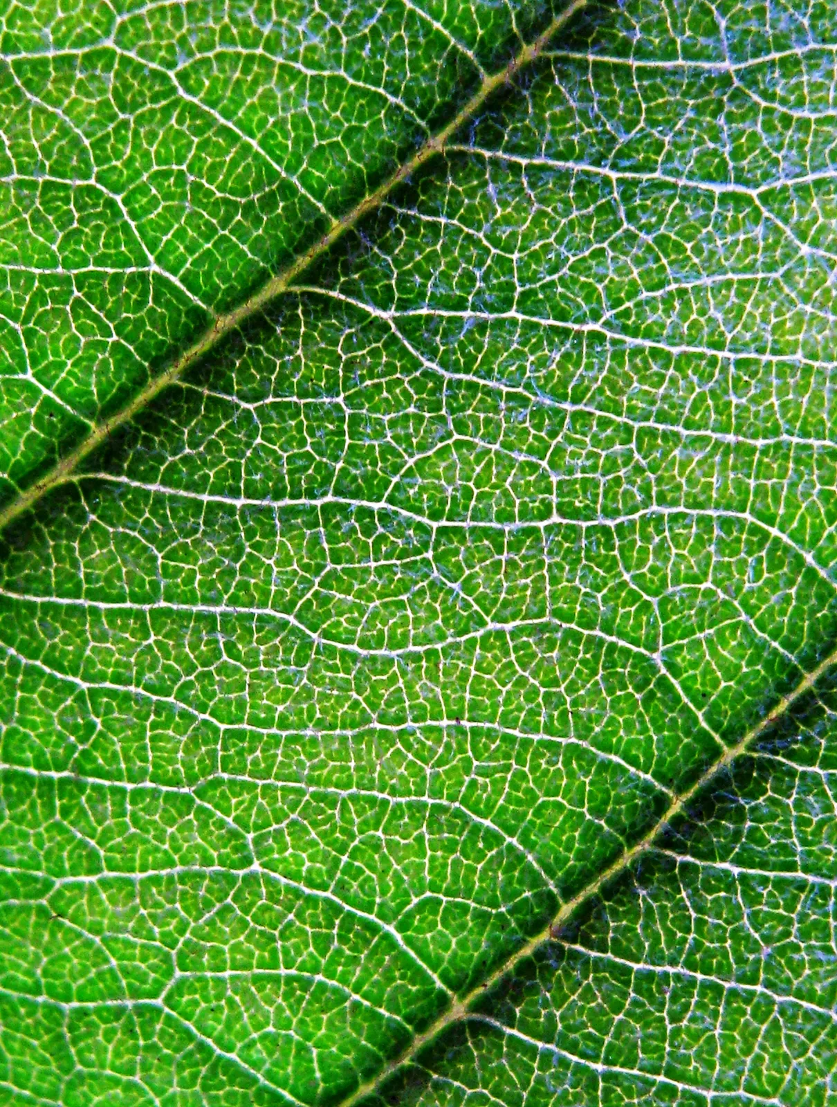 Loquat Leaf — botanical anatomy illustration