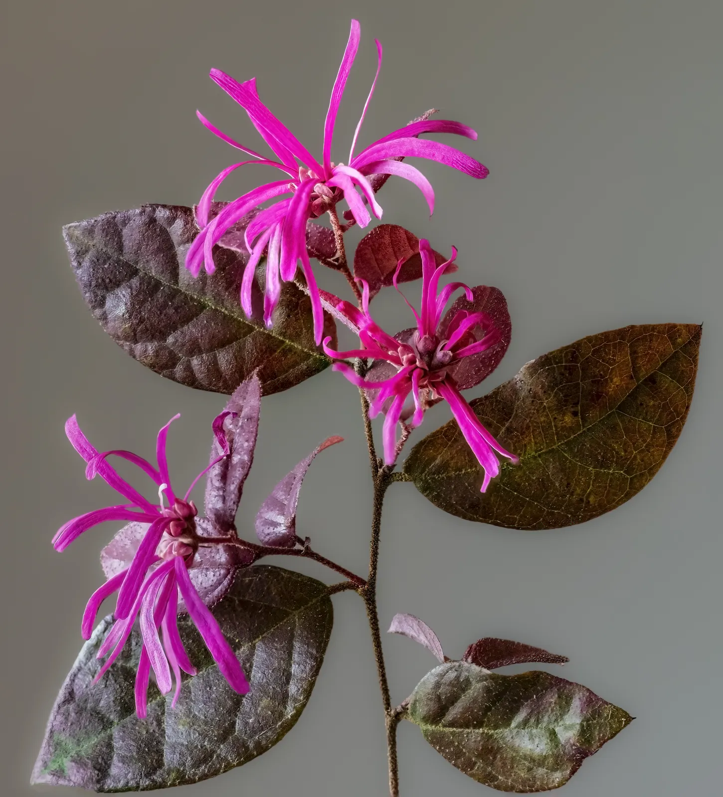 Loropetalum Leaf — botanical anatomy illustration