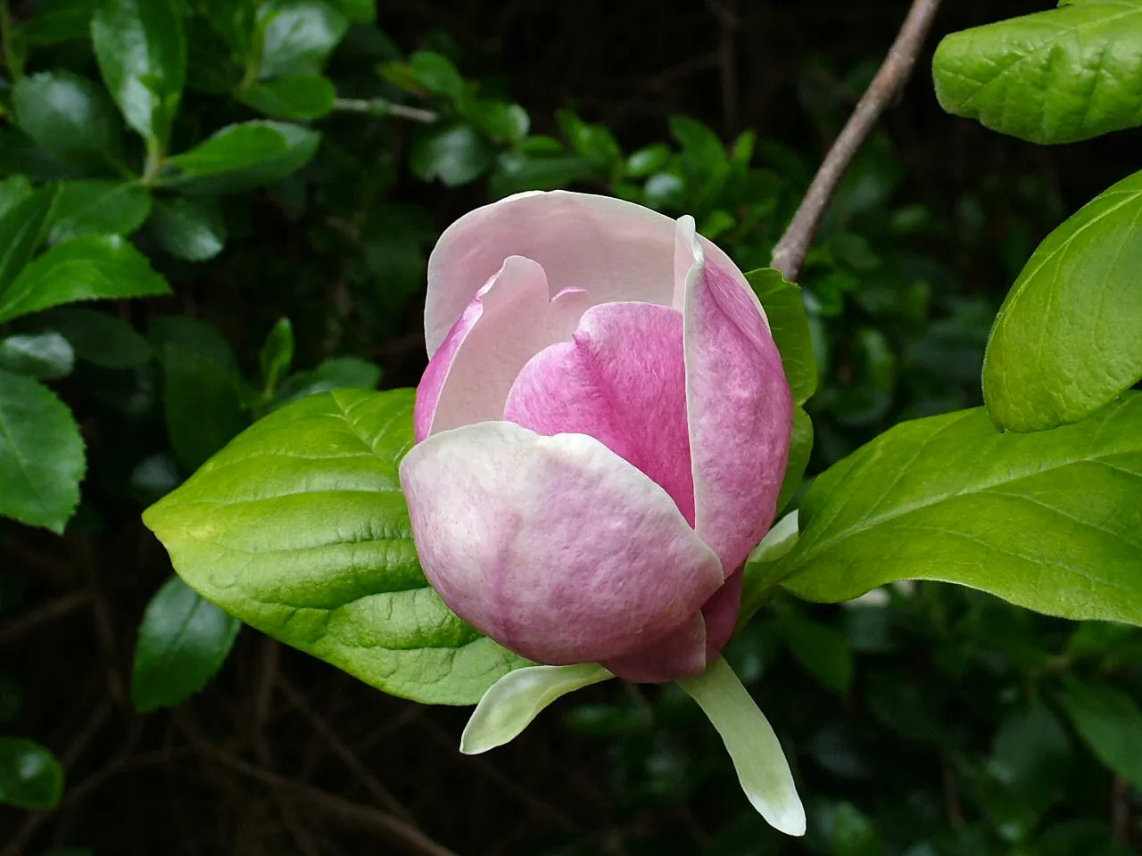 Magnolia Soulangeana Flower — botanical anatomy illustration