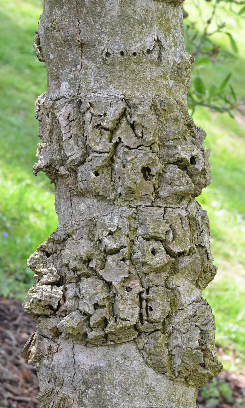 Magnolia Stellata Bark & Stem — botanical anatomy illustration