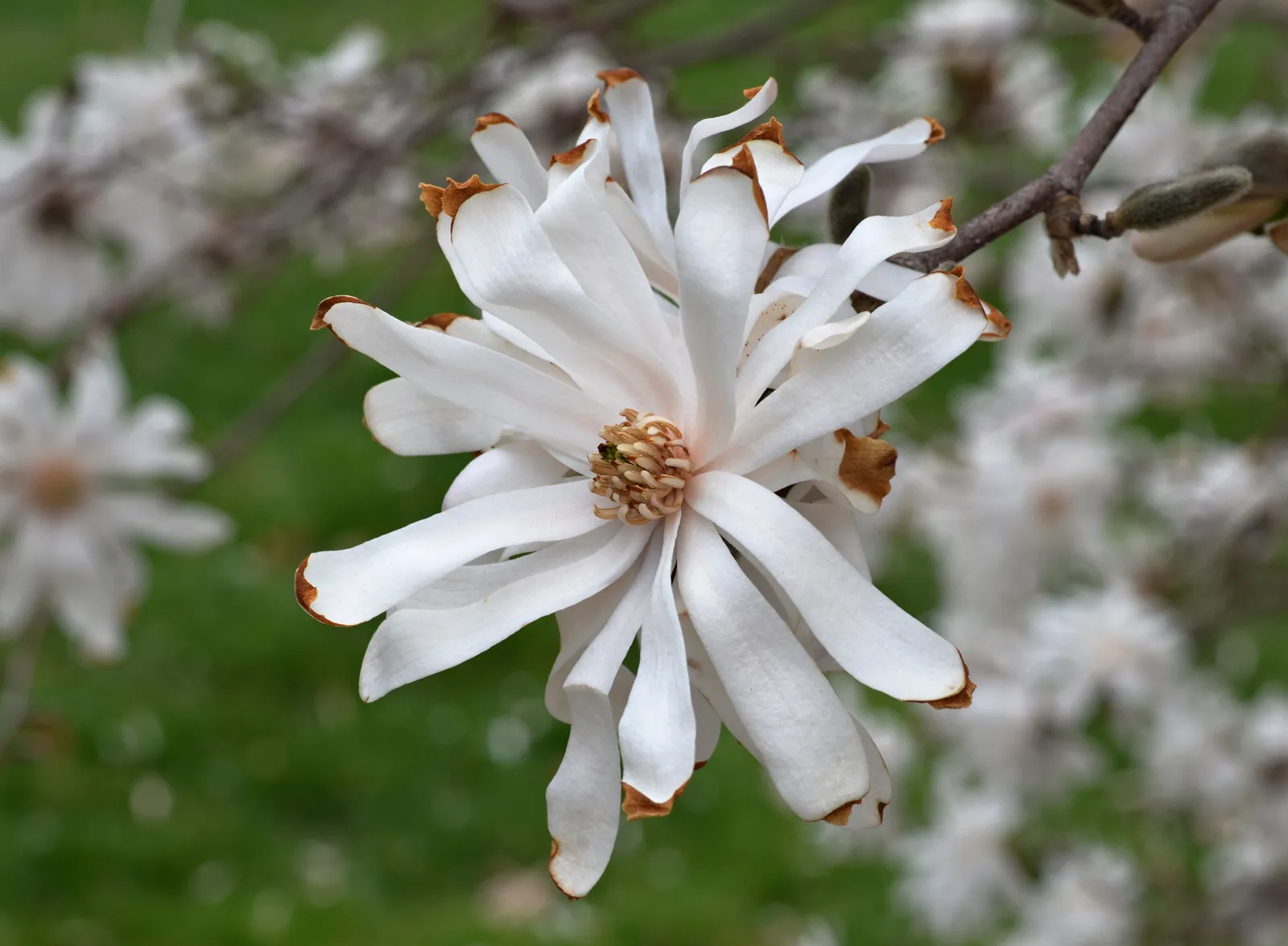 Magnolia Stellata Flower — botanical anatomy illustration