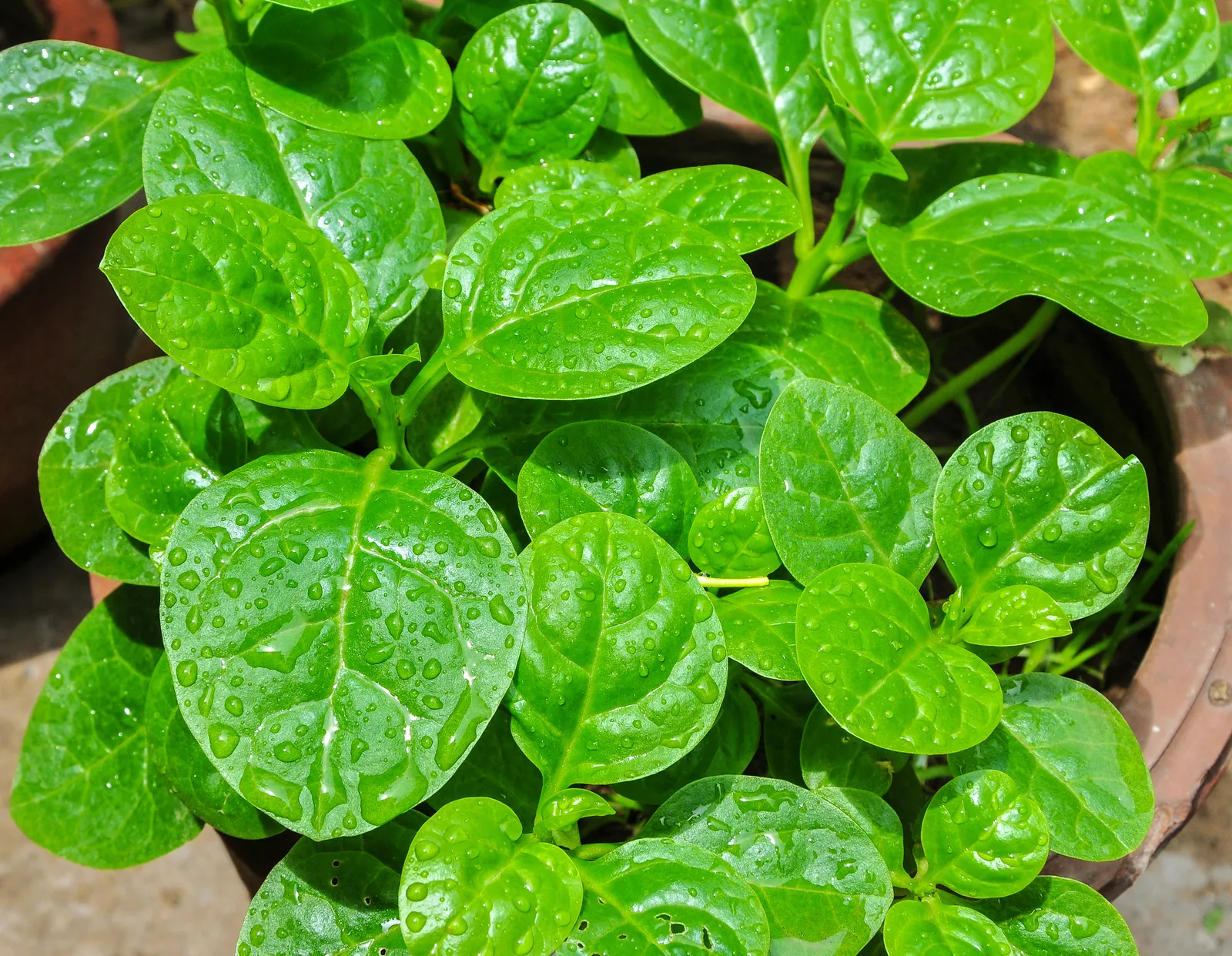 Malabar Spinach Leaf — botanical anatomy illustration
