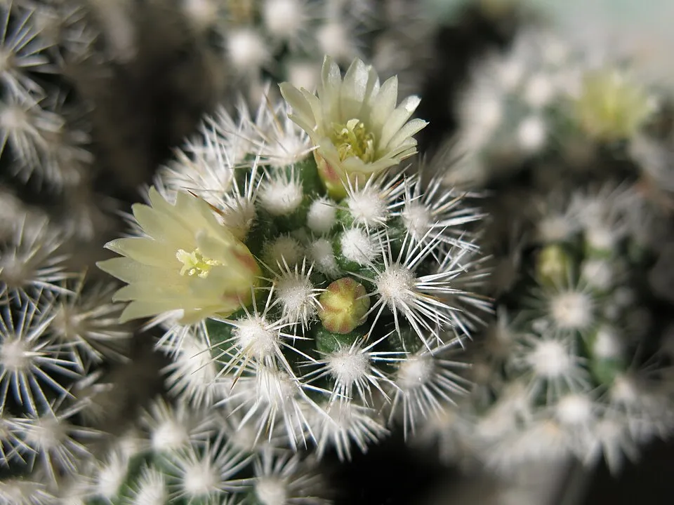 Mammillaria Gracilis Flower — botanical anatomy illustration