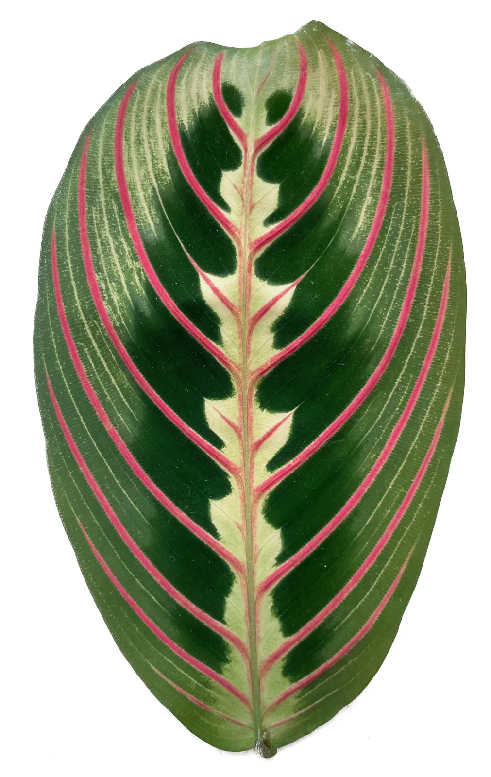 Maranta Red Prayer Plant Leaf — botanical anatomy illustration