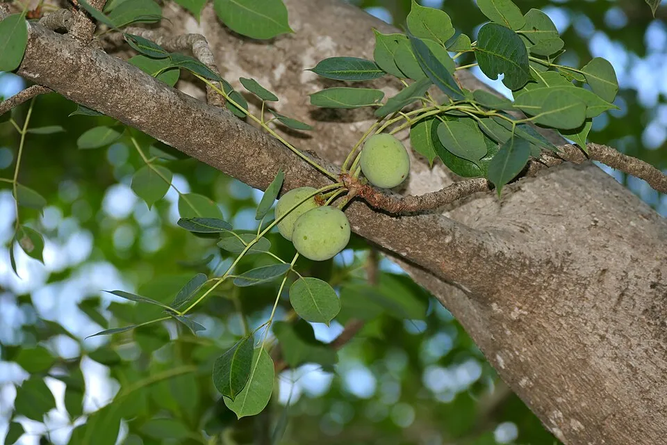 Marula Leaf — botanical anatomy illustration