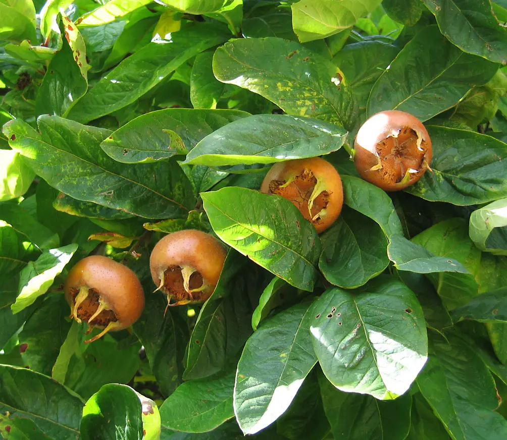 Medlar Leaf — botanical anatomy illustration