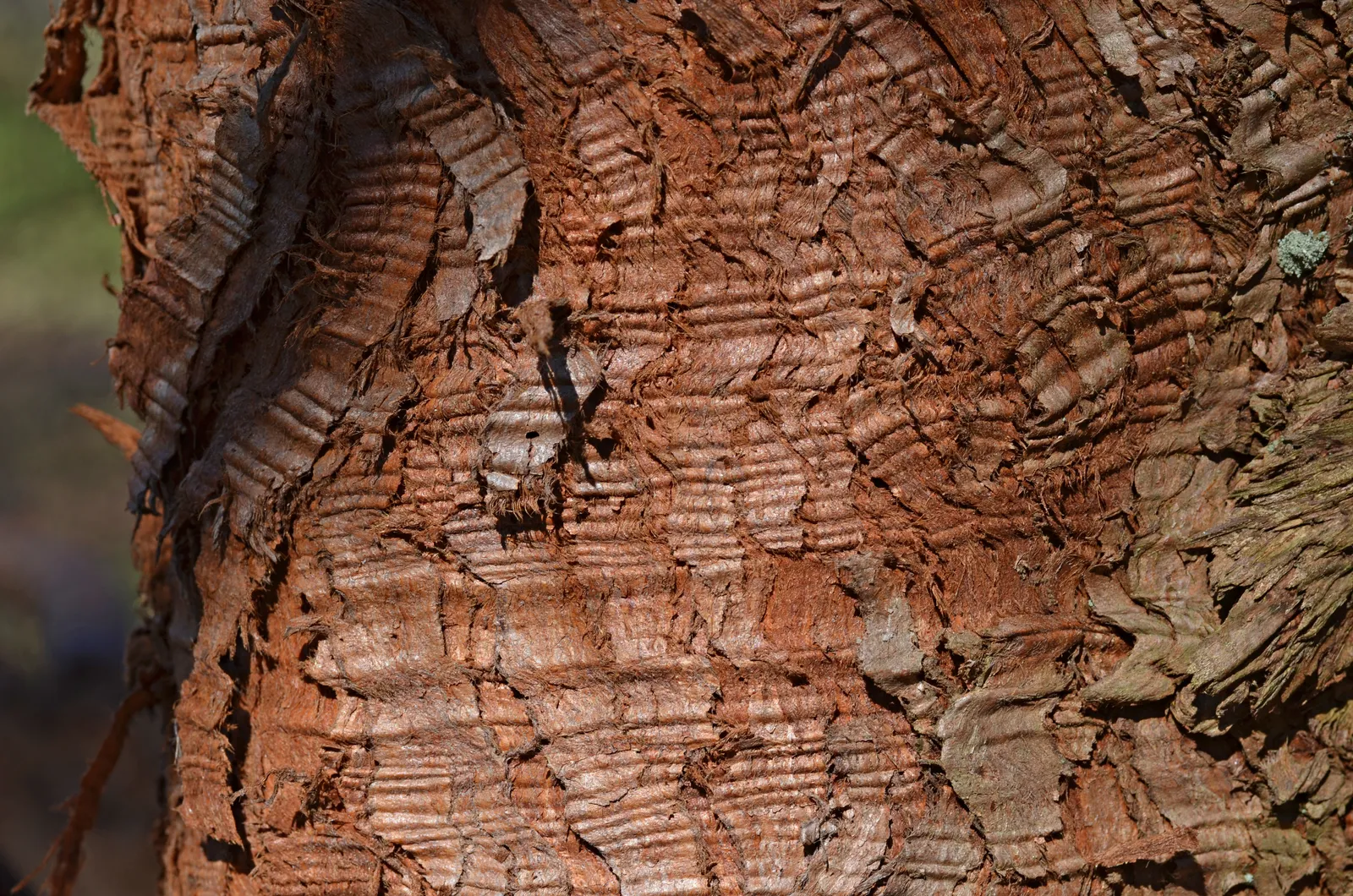 Metasequoia Glyptostroboides Bark & Stem — botanical anatomy illustration