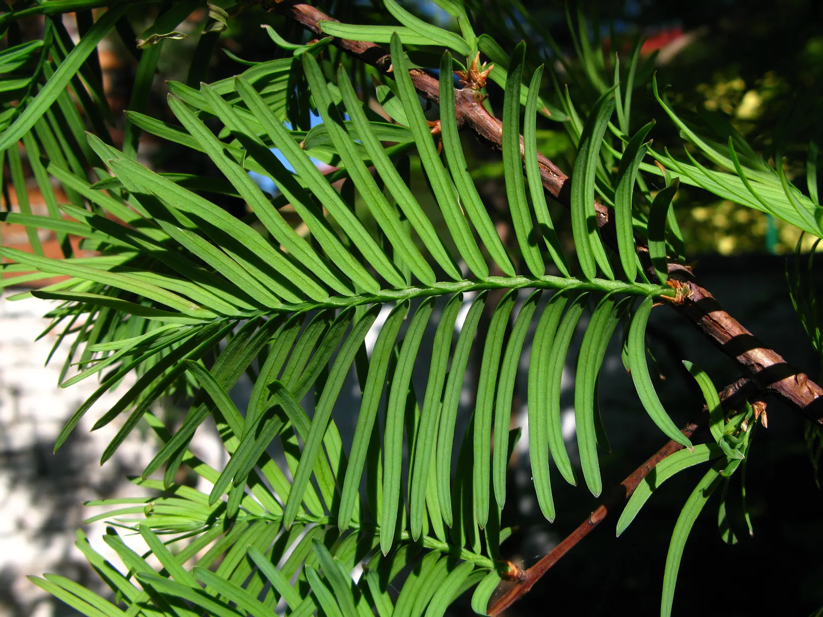 Metasequoia Glyptostroboides Leaf — botanical anatomy illustration